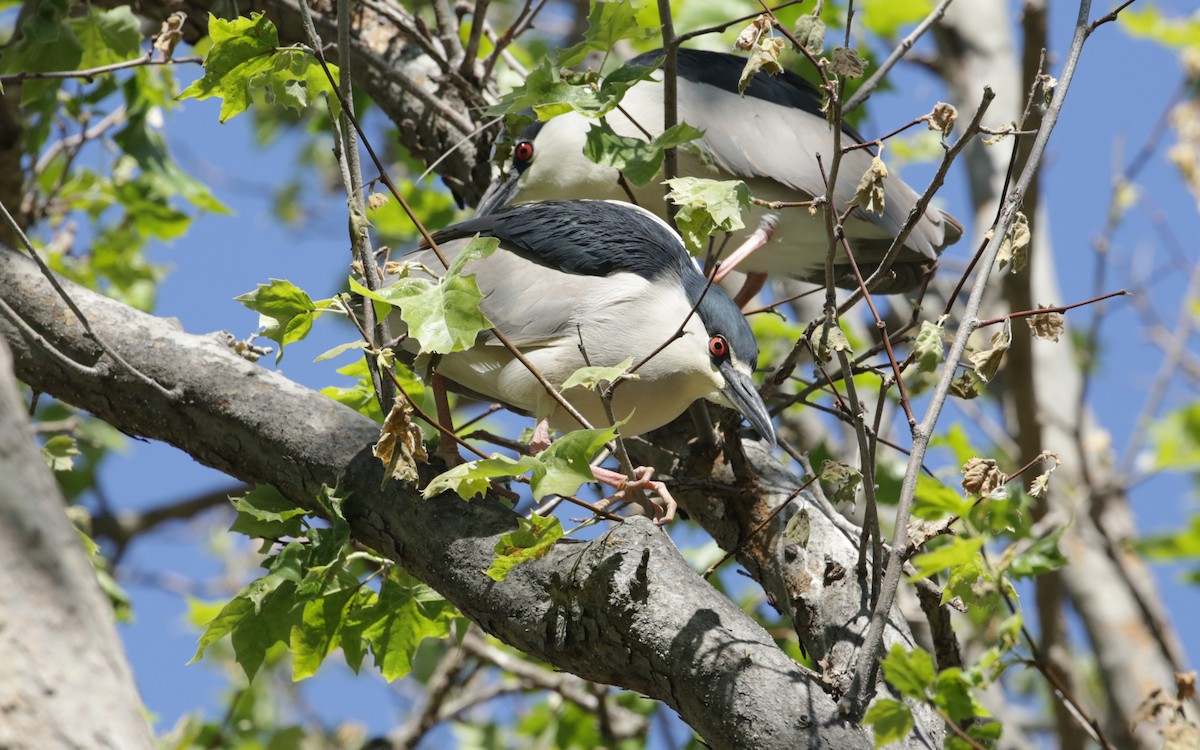 Black-crowned Night Heron - ML623225659