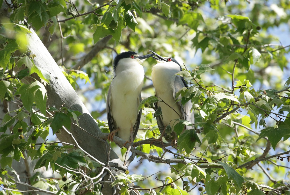 Black-crowned Night Heron - ML623225660