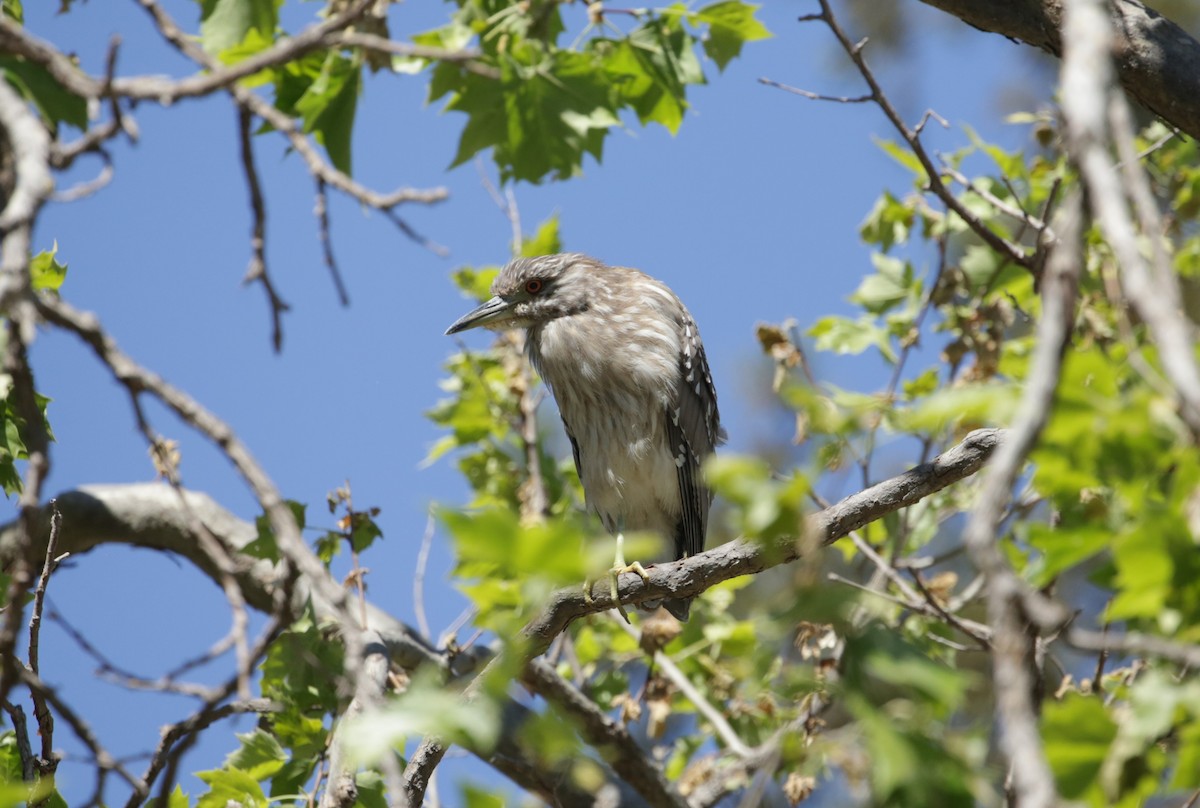 Black-crowned Night Heron - ML623225661