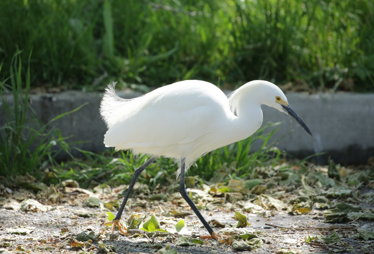 Snowy Egret - ML623225662