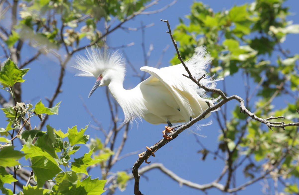 Snowy Egret - ML623225663