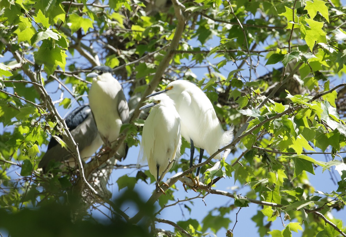 Snowy Egret - ML623225664