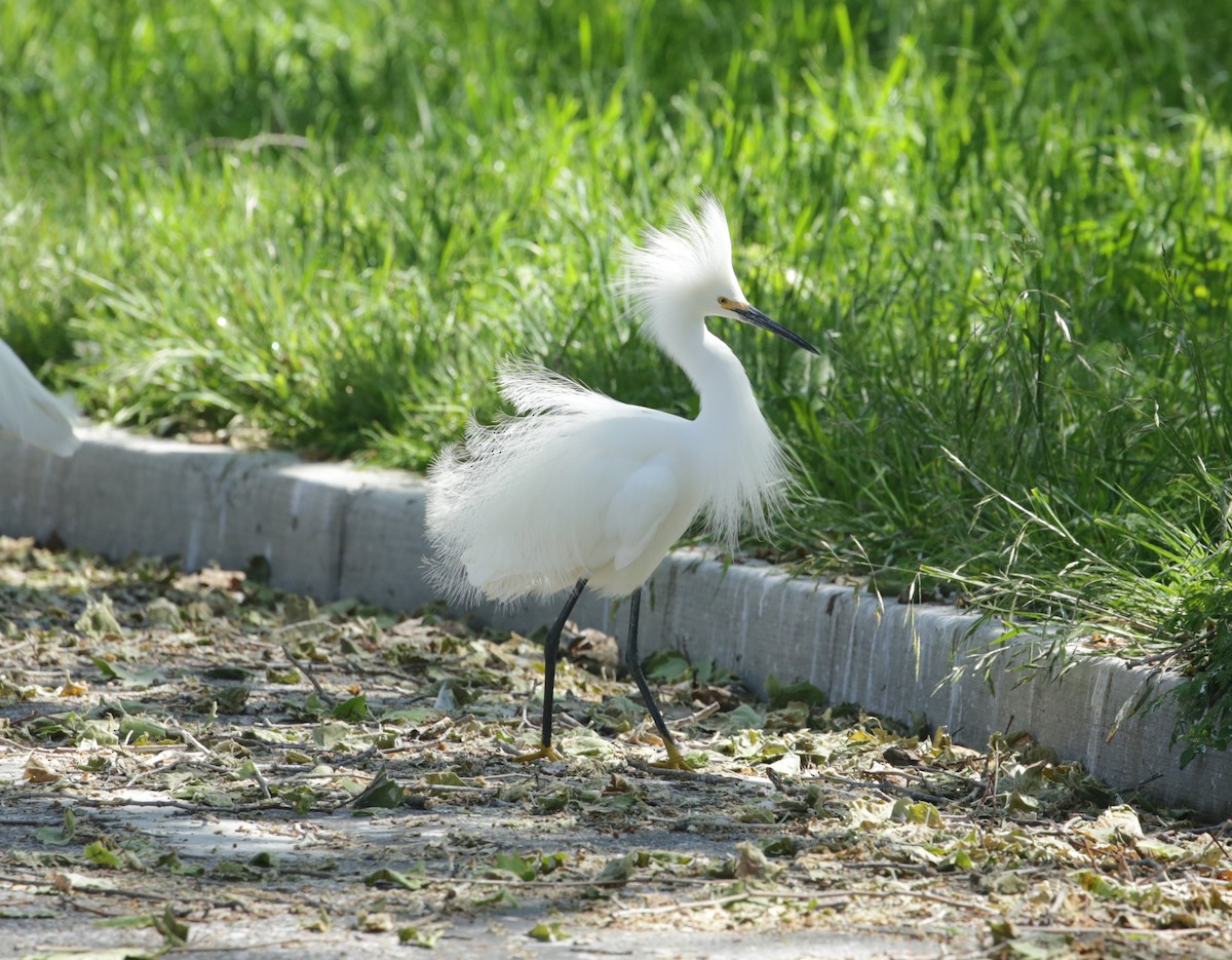 Snowy Egret - ML623225665