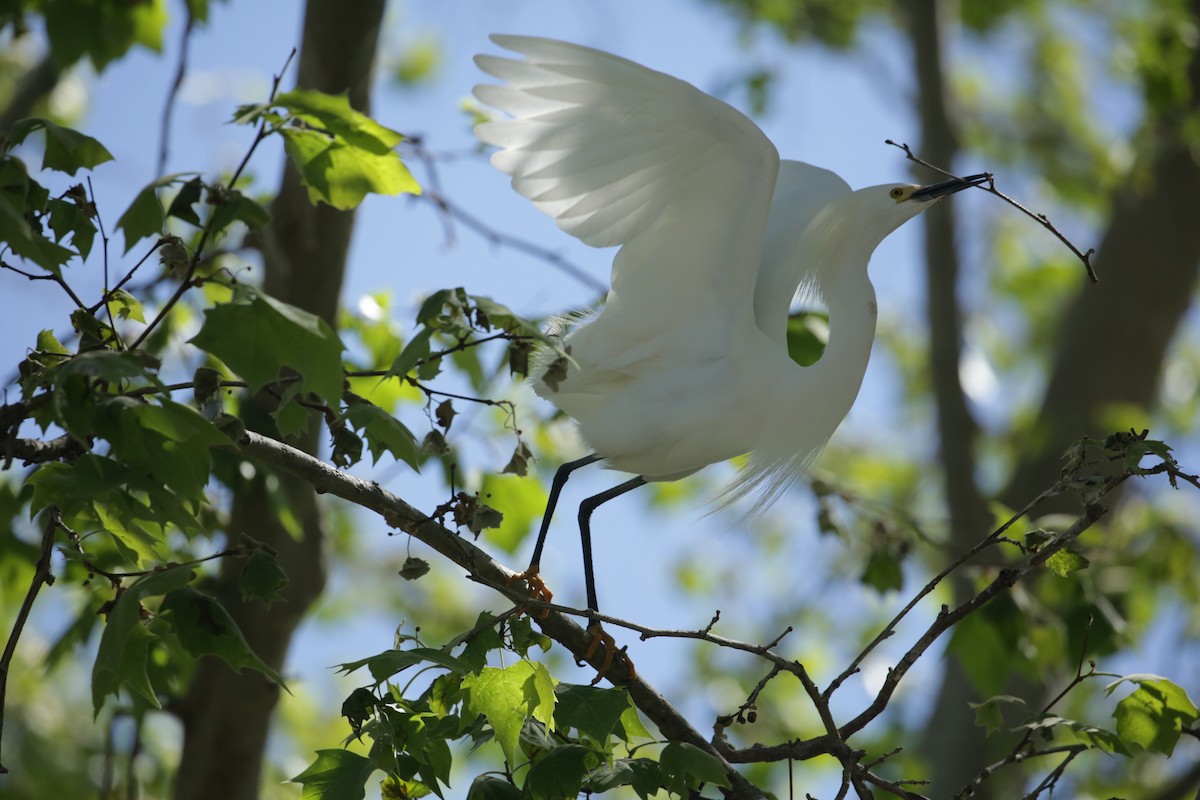 Snowy Egret - ML623225666