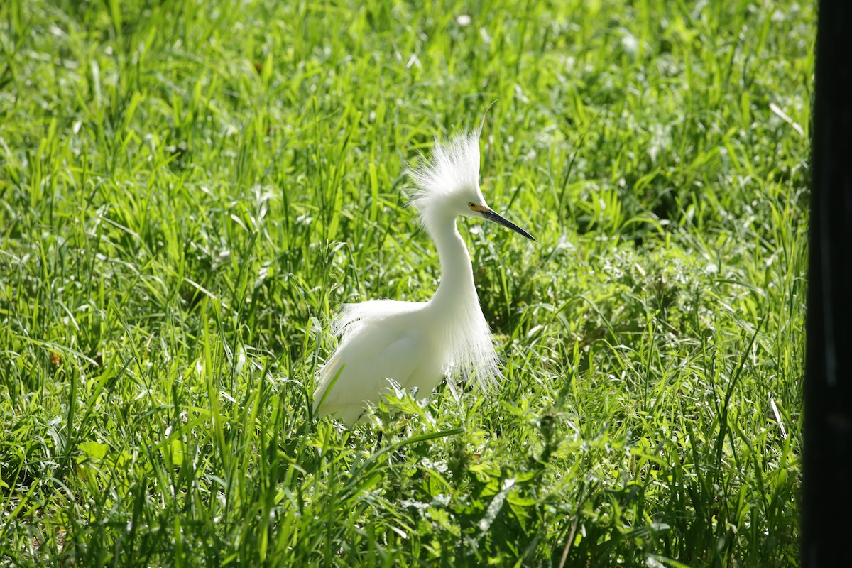 Snowy Egret - ML623225667