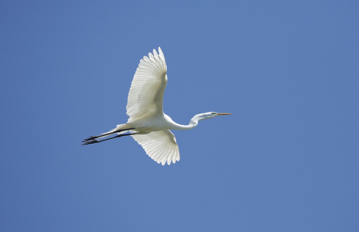 Great Egret - ML623225670