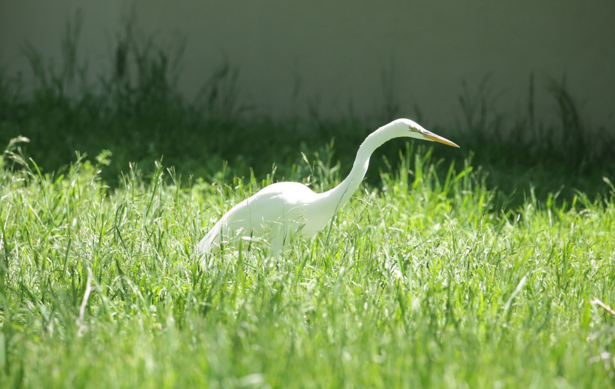 Great Egret - ML623225671