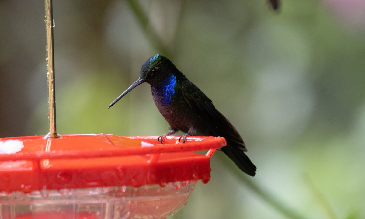 Colibrí del Napo - ML623225685