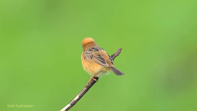 Golden-headed Cisticola - ML623225726