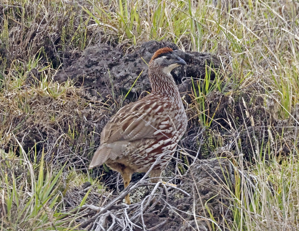 Erckel's Spurfowl - David McQuade