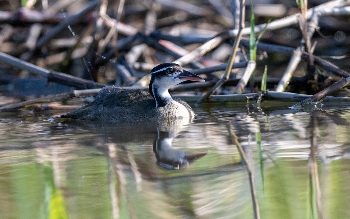 Sungrebe - ML623225756