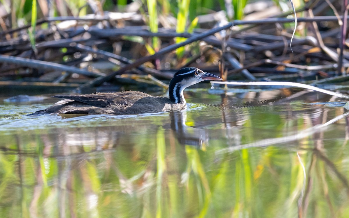 Sungrebe - ML623225757