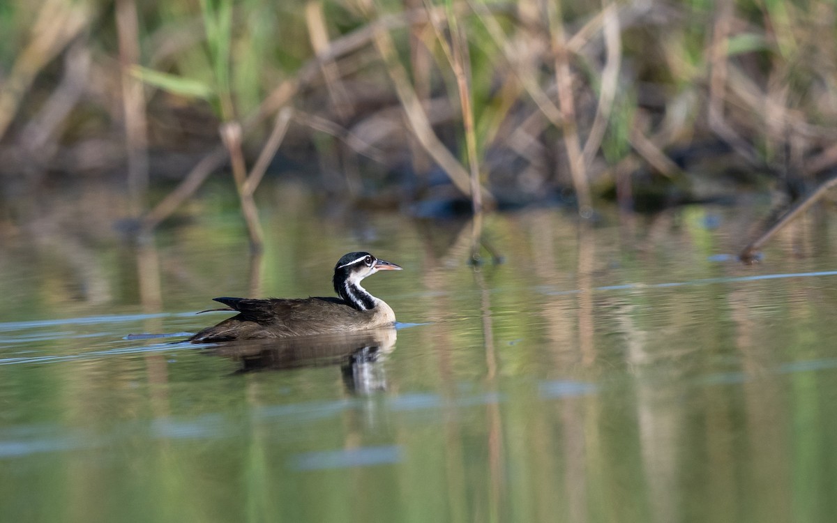 Sungrebe - ML623225758