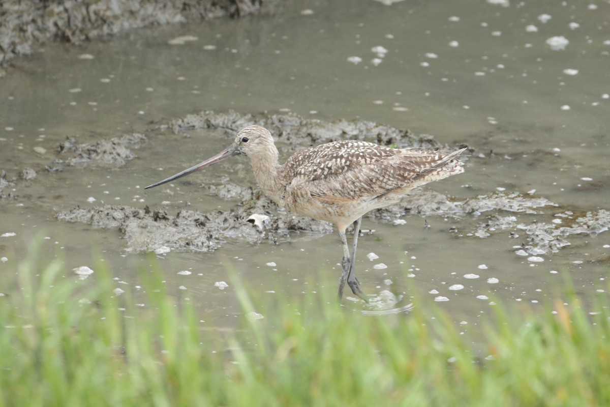 Marbled Godwit - ML623225759