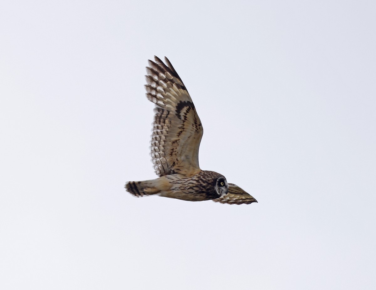 Short-eared Owl (Hawaiian) - ML623225783