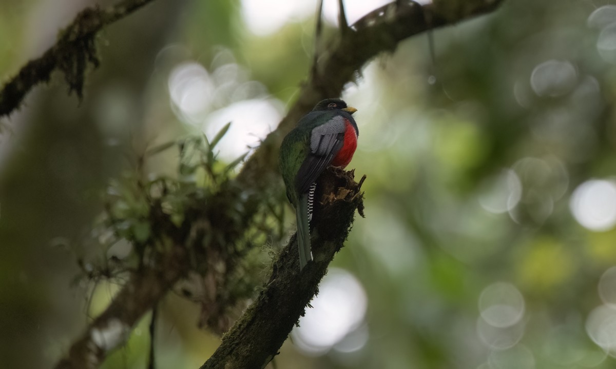 Collared Trogon (Collared) - Koren Mitchell