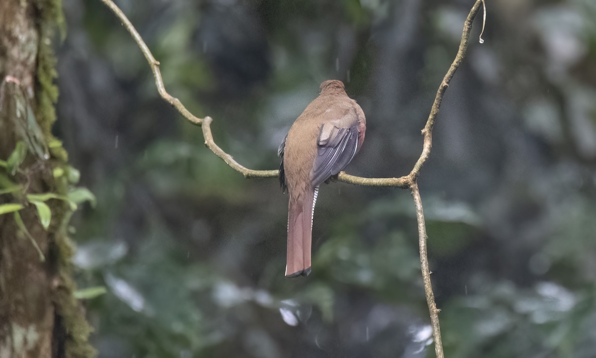 Halkalı Trogon [collaris grubu] - ML623225785