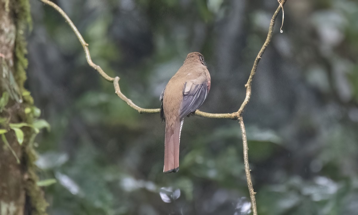 Halkalı Trogon [collaris grubu] - ML623225786