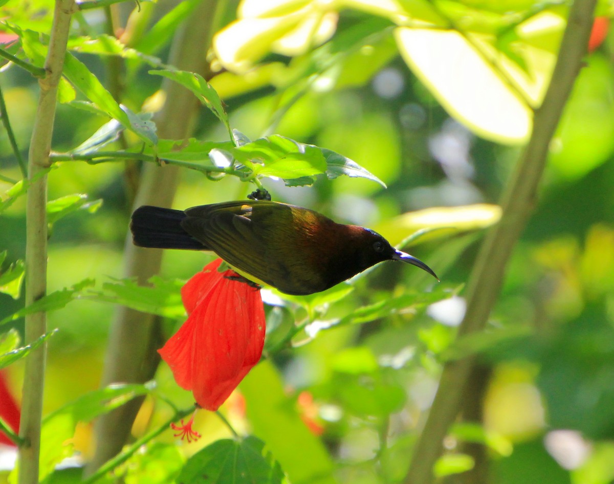 Maroon-naped Sunbird - ML623225787