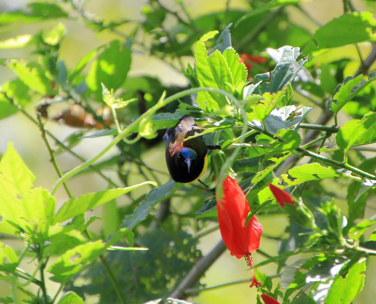 Maroon-naped Sunbird - ML623225812