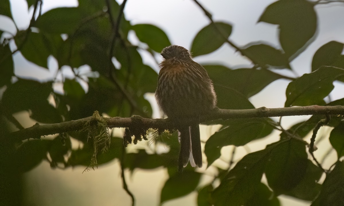 Black-streaked Puffbird - ML623225814