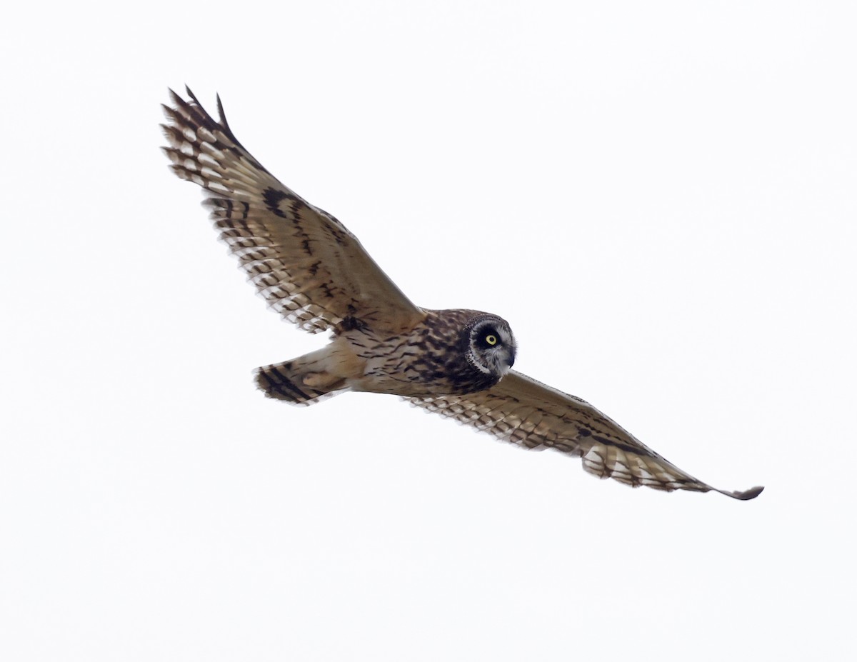 Short-eared Owl (Hawaiian) - ML623225827