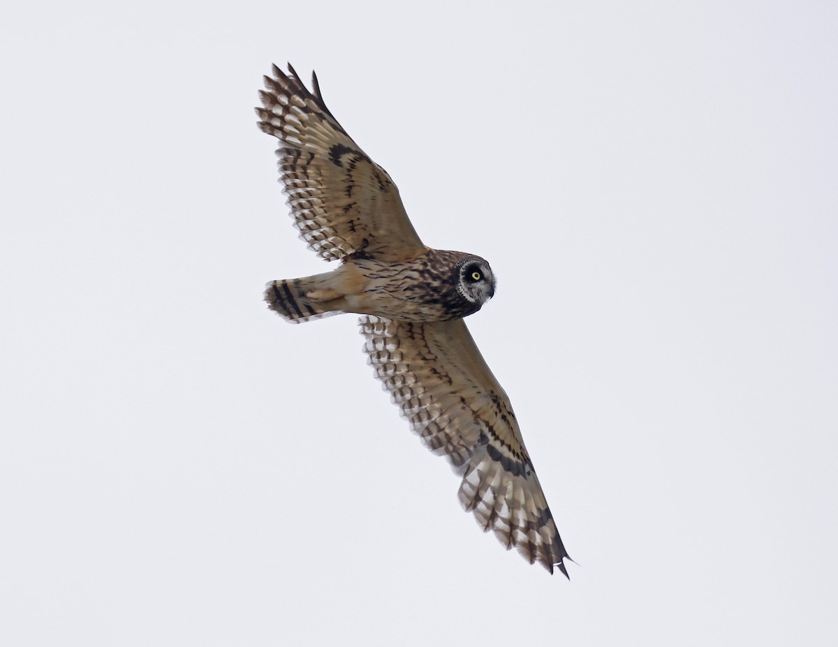 Short-eared Owl (Hawaiian) - ML623225858