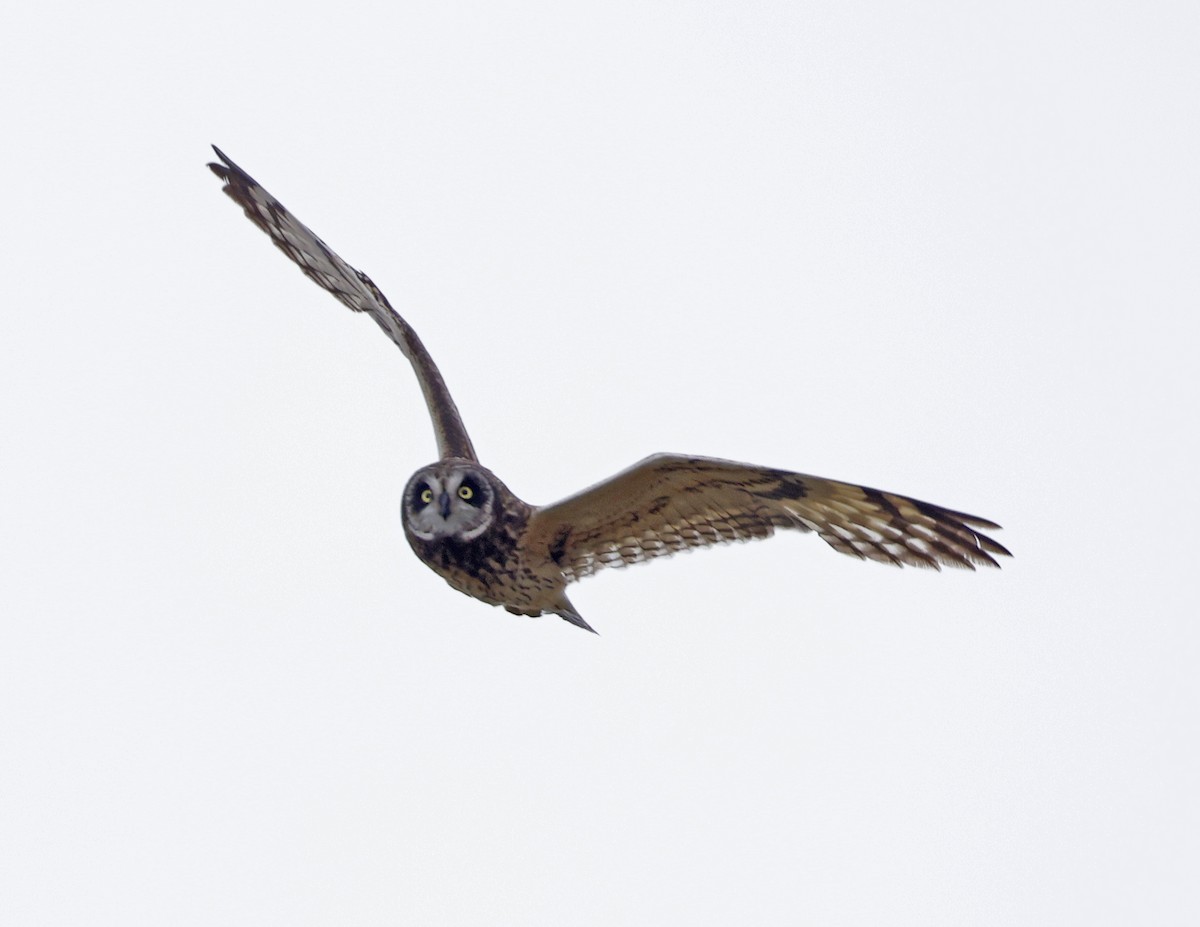 Short-eared Owl (Hawaiian) - ML623225967