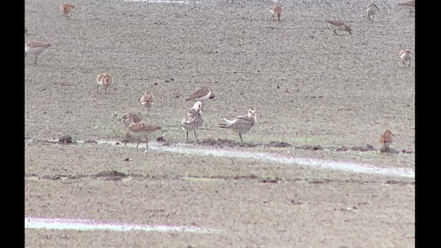 Bécasseau sanderling - ML623226008