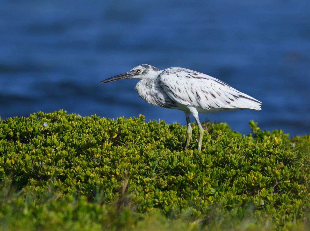 Pacific Reef-Heron - Kalin Ocaña