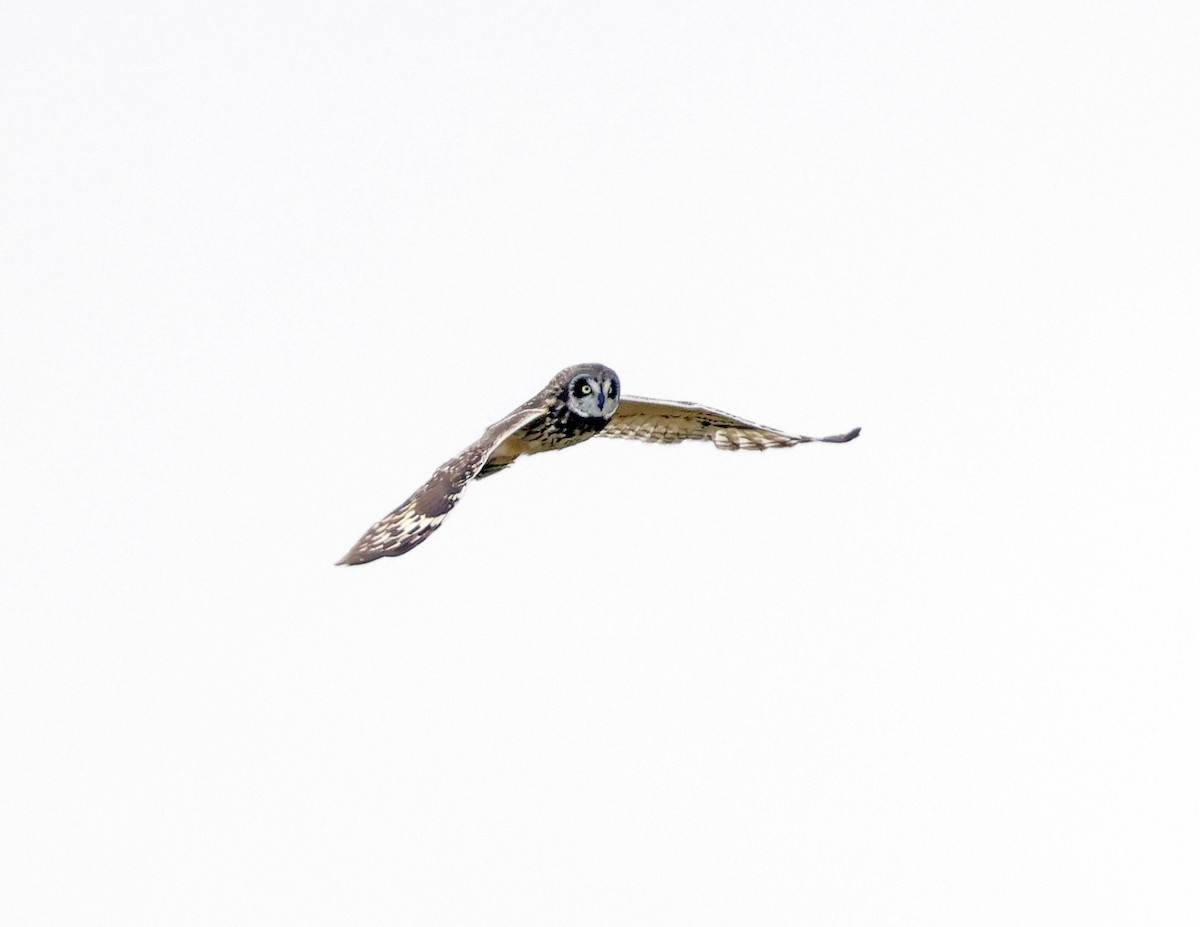 Short-eared Owl (Hawaiian) - ML623226027