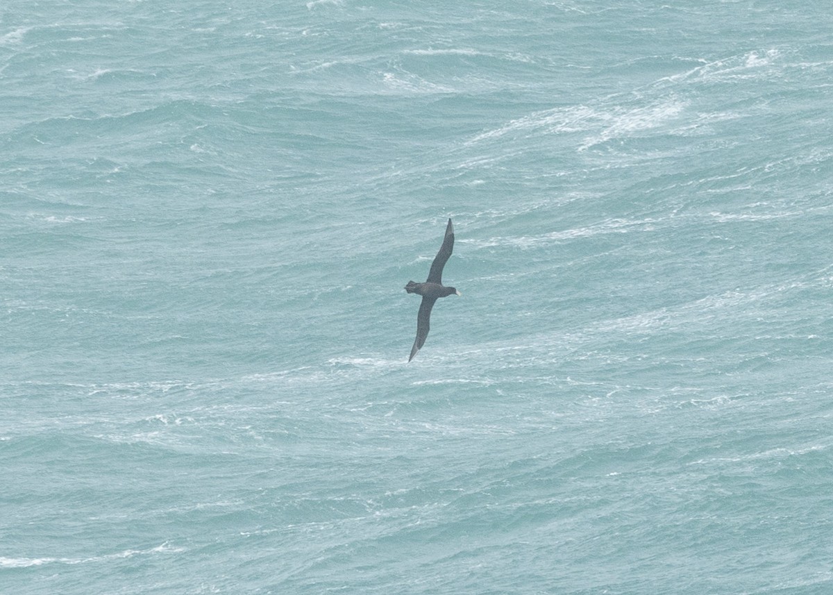 Southern/Northern Giant-Petrel - ML623226062