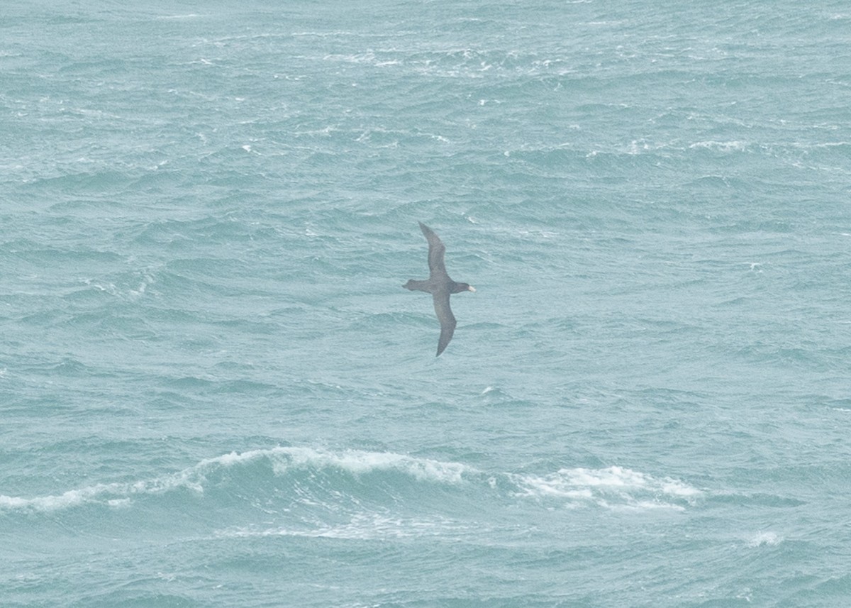 Southern/Northern Giant-Petrel - ML623226063