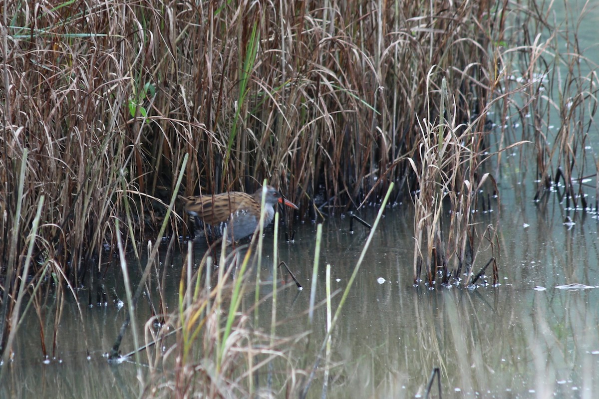 Water Rail - ML623226080