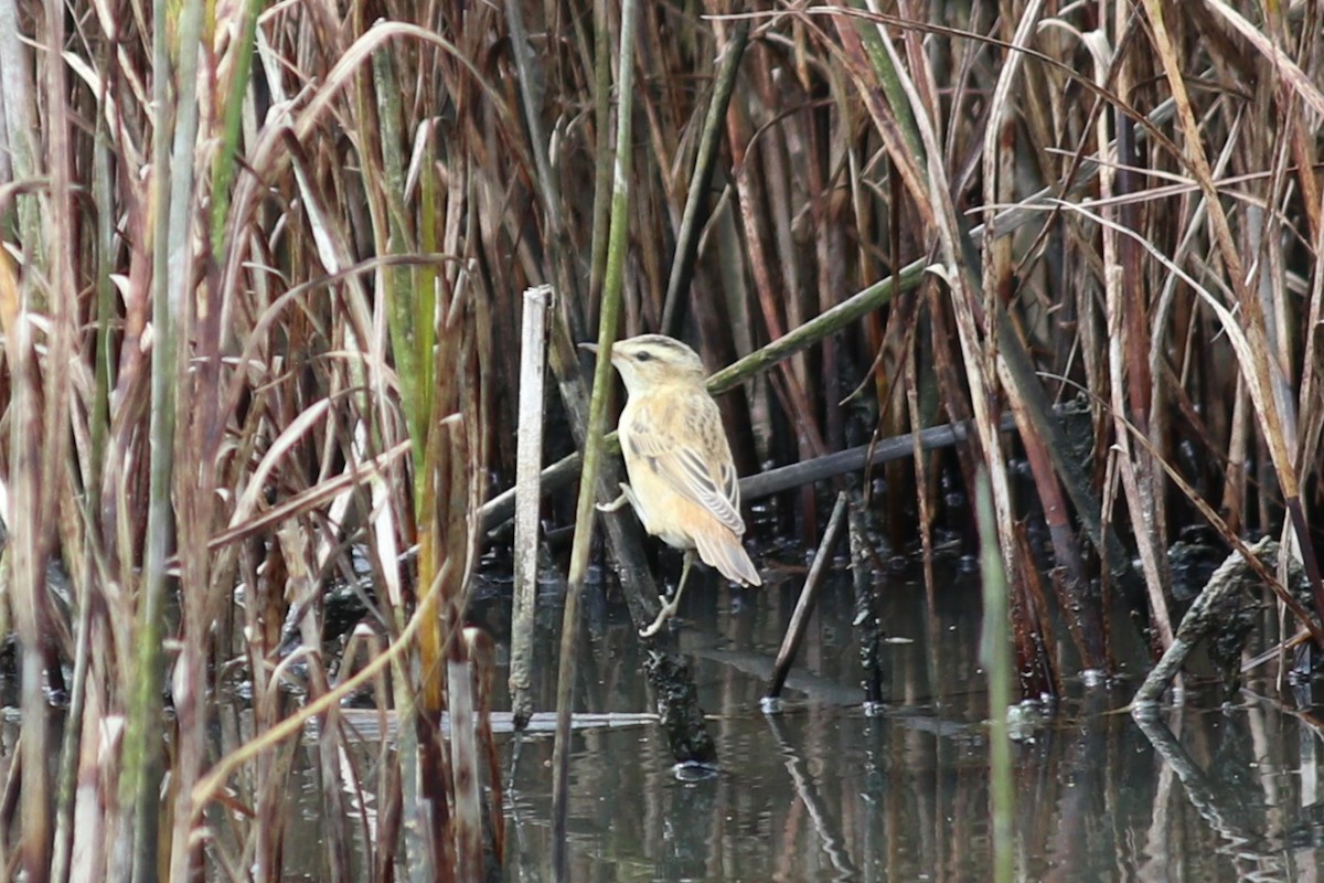 Sedge Warbler - ML623226081