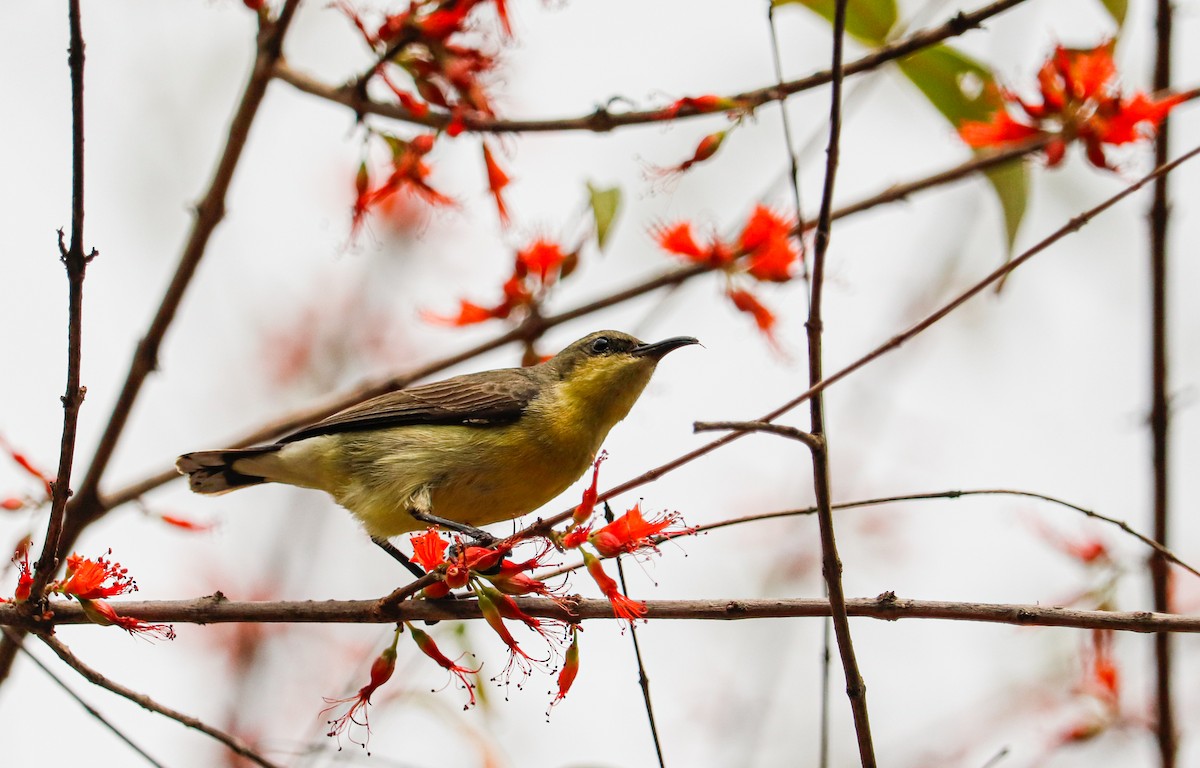 Purple Sunbird - ML623226084