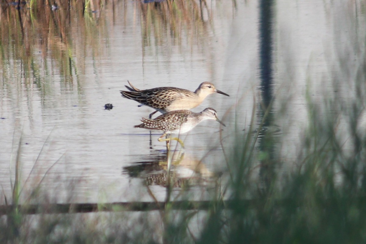 Wood Sandpiper - ML623226110