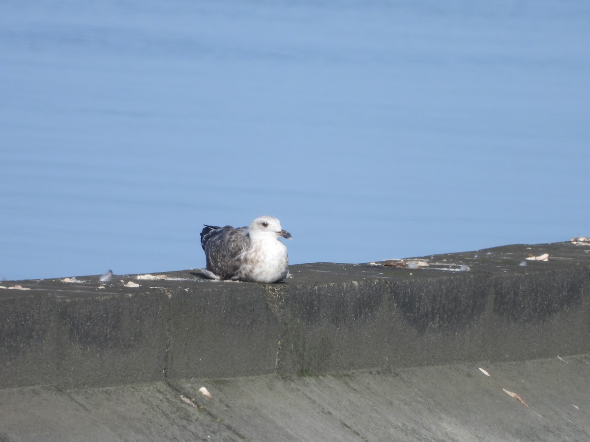 Herring Gull (European) - ML623226111