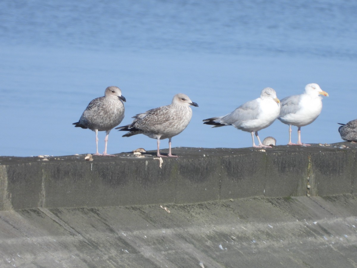 Herring Gull (European) - ML623226112