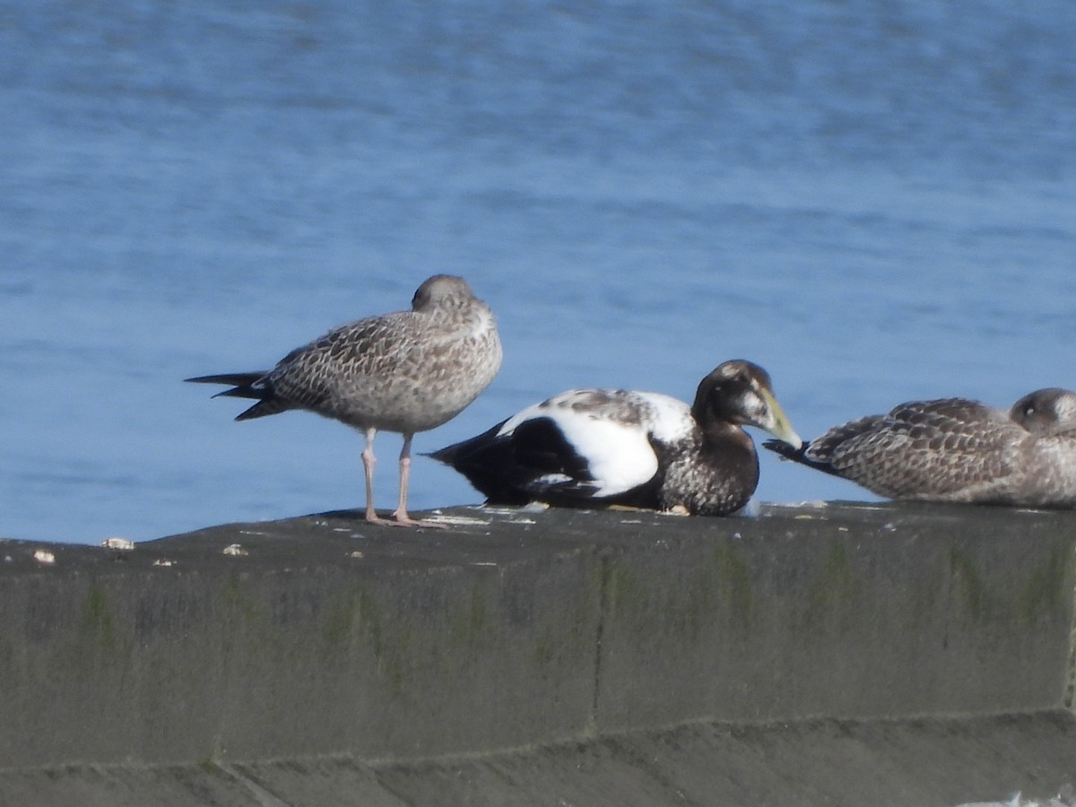 Common Eider - ML623226124