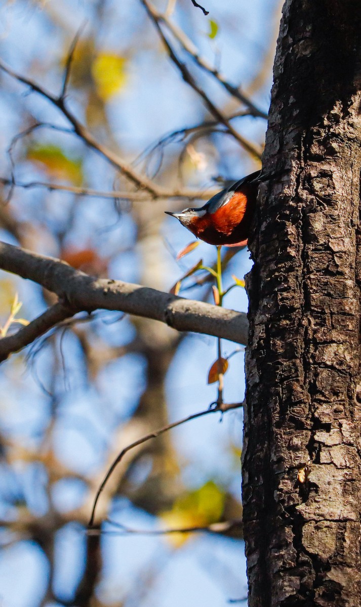 Chestnut-bellied Nuthatch - ML623226138