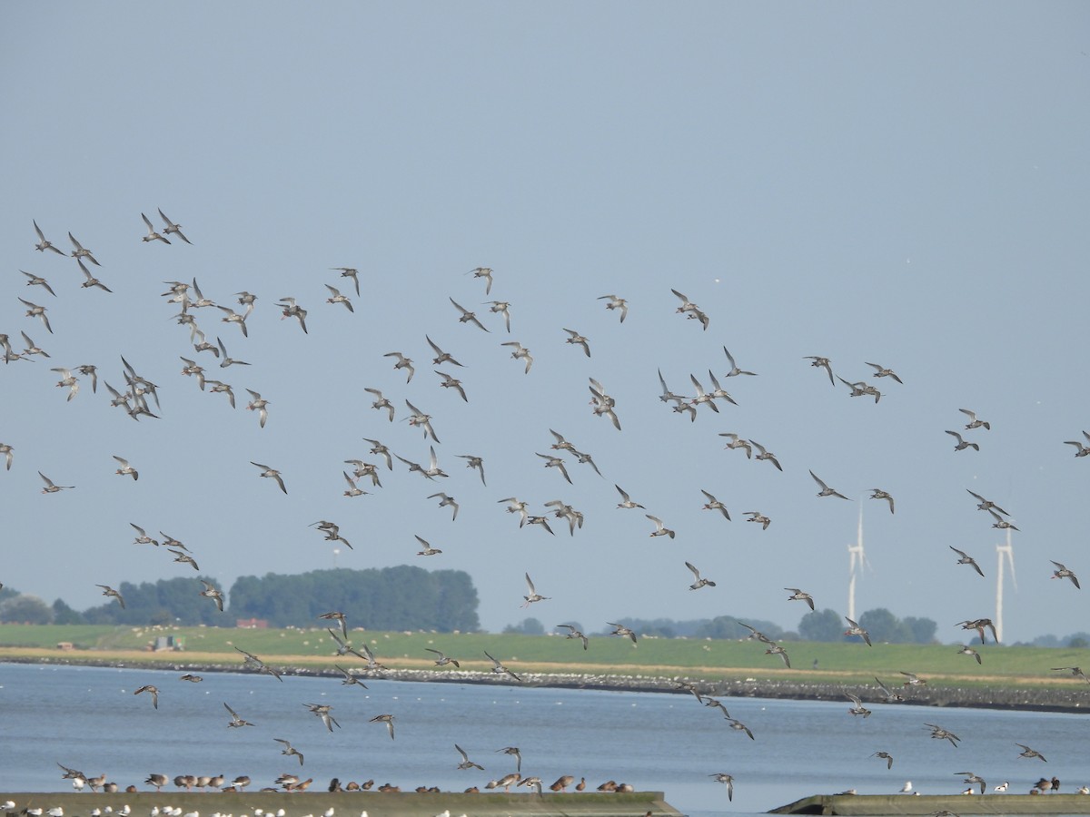 Common Redshank - Monika Czupryna