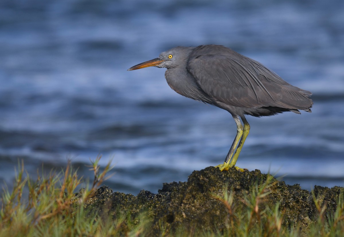 Pacific Reef-Heron - ML623226164