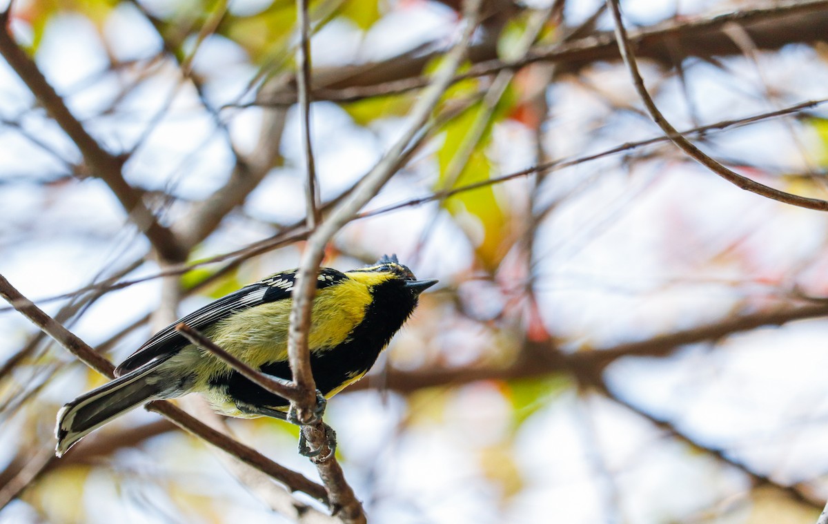 Himalayan Black-lored Tit - ML623226176
