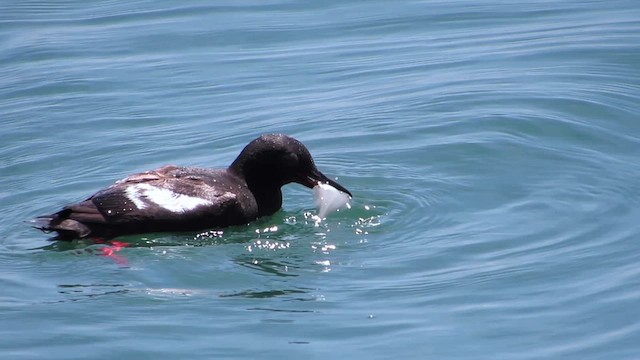 Pigeon Guillemot - ML623226182