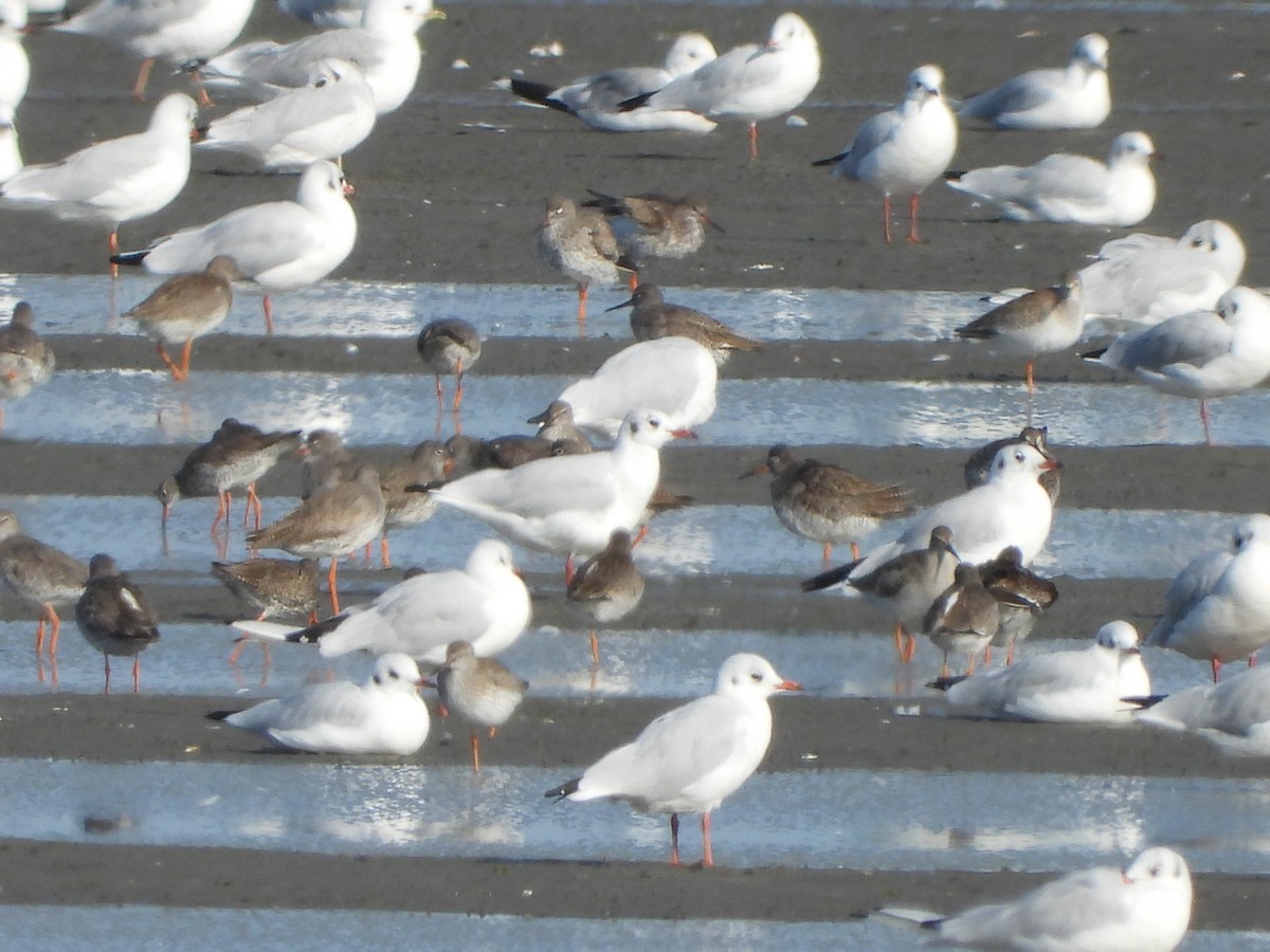 Black-headed Gull - Monika Czupryna