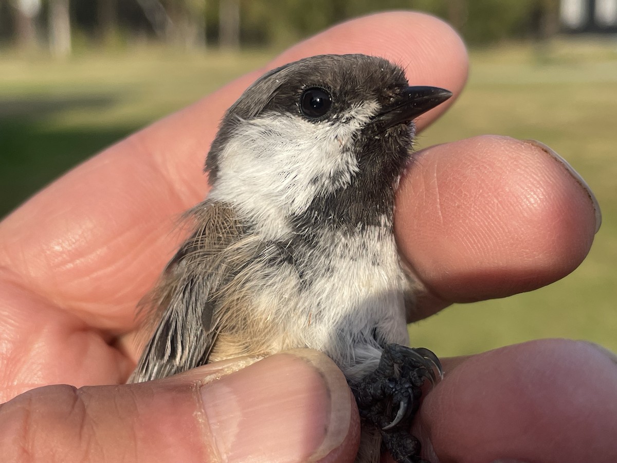 Gray-headed Chickadee - ML623226217