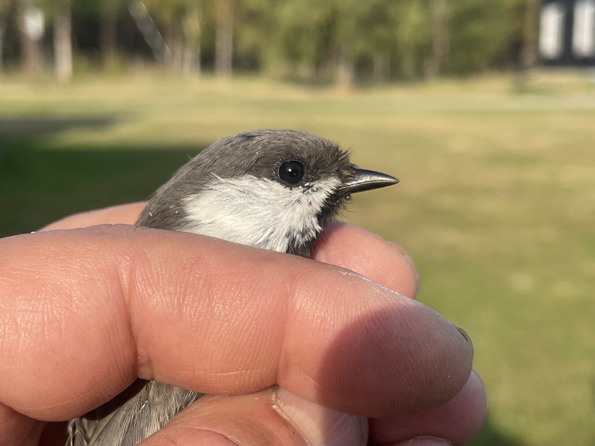 Gray-headed Chickadee - ML623226218