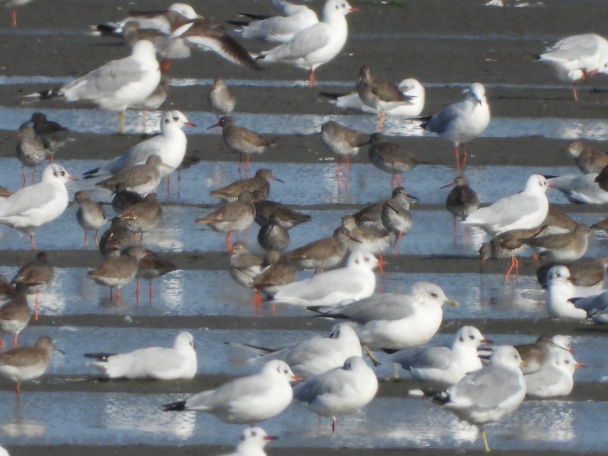 Common Gull - Monika Czupryna