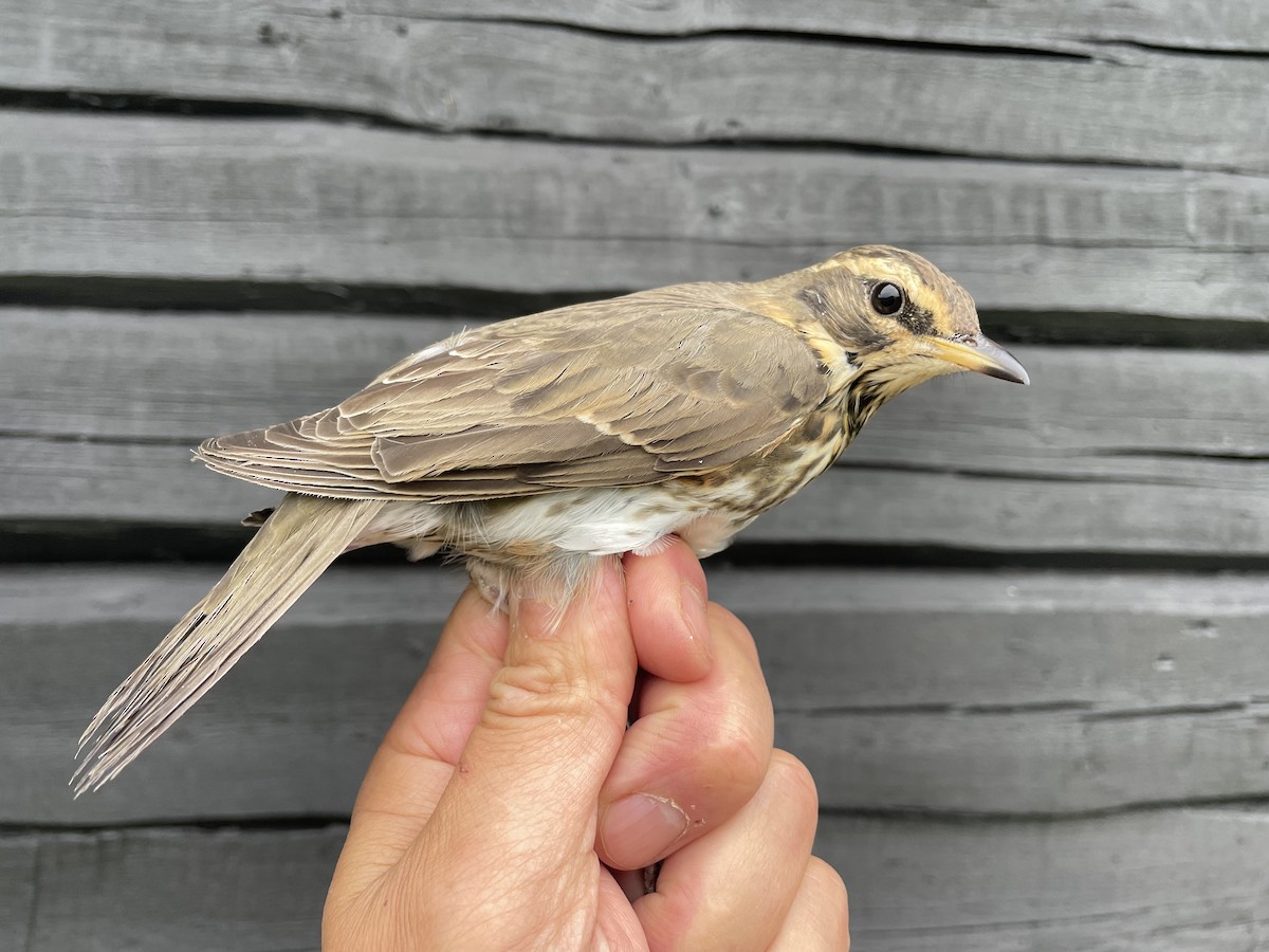 Redwing (Eurasian) - ML623226252